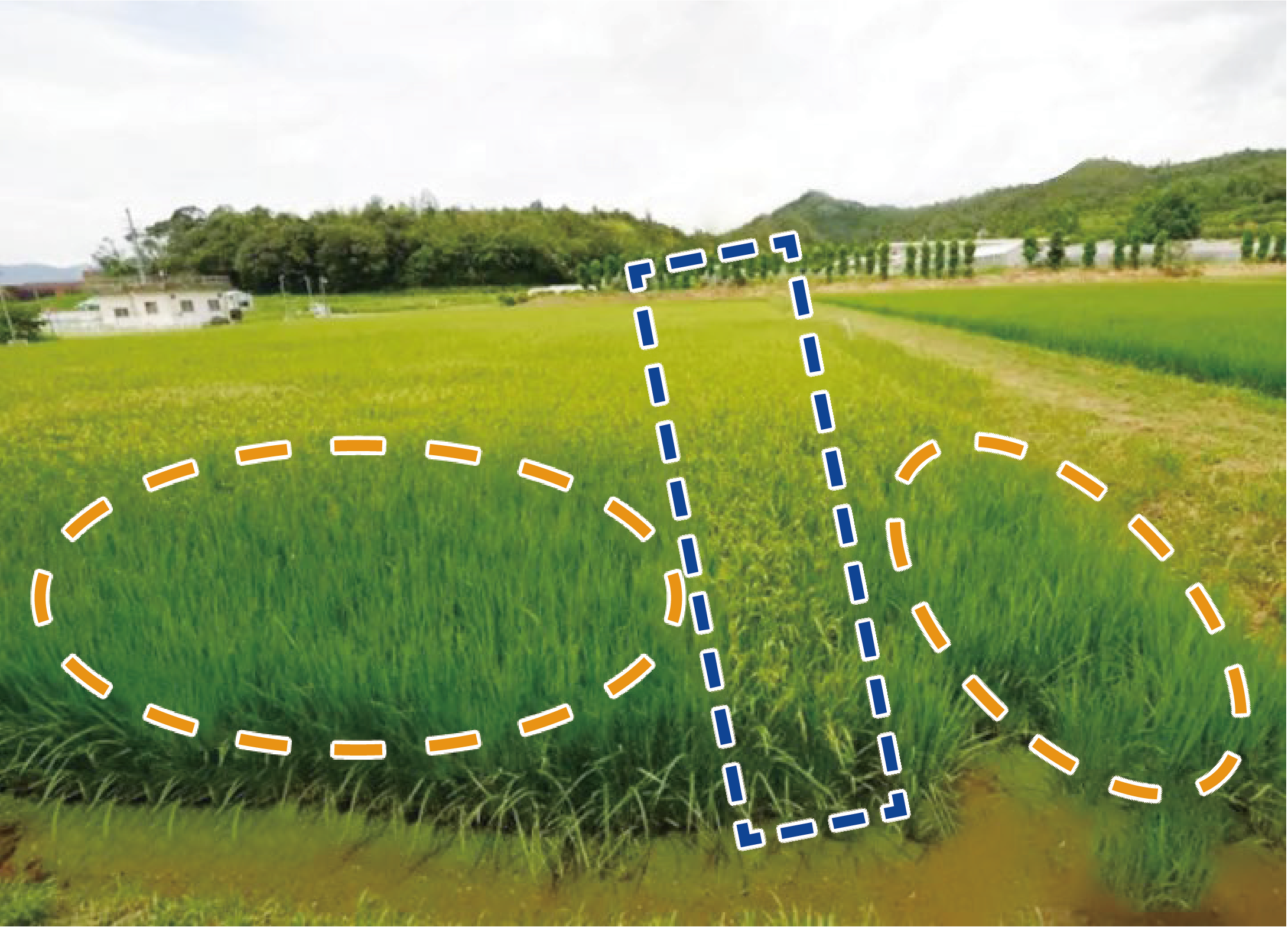 농작물 생육피해 3
