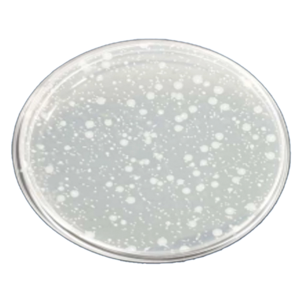 0517대장균_일반LED