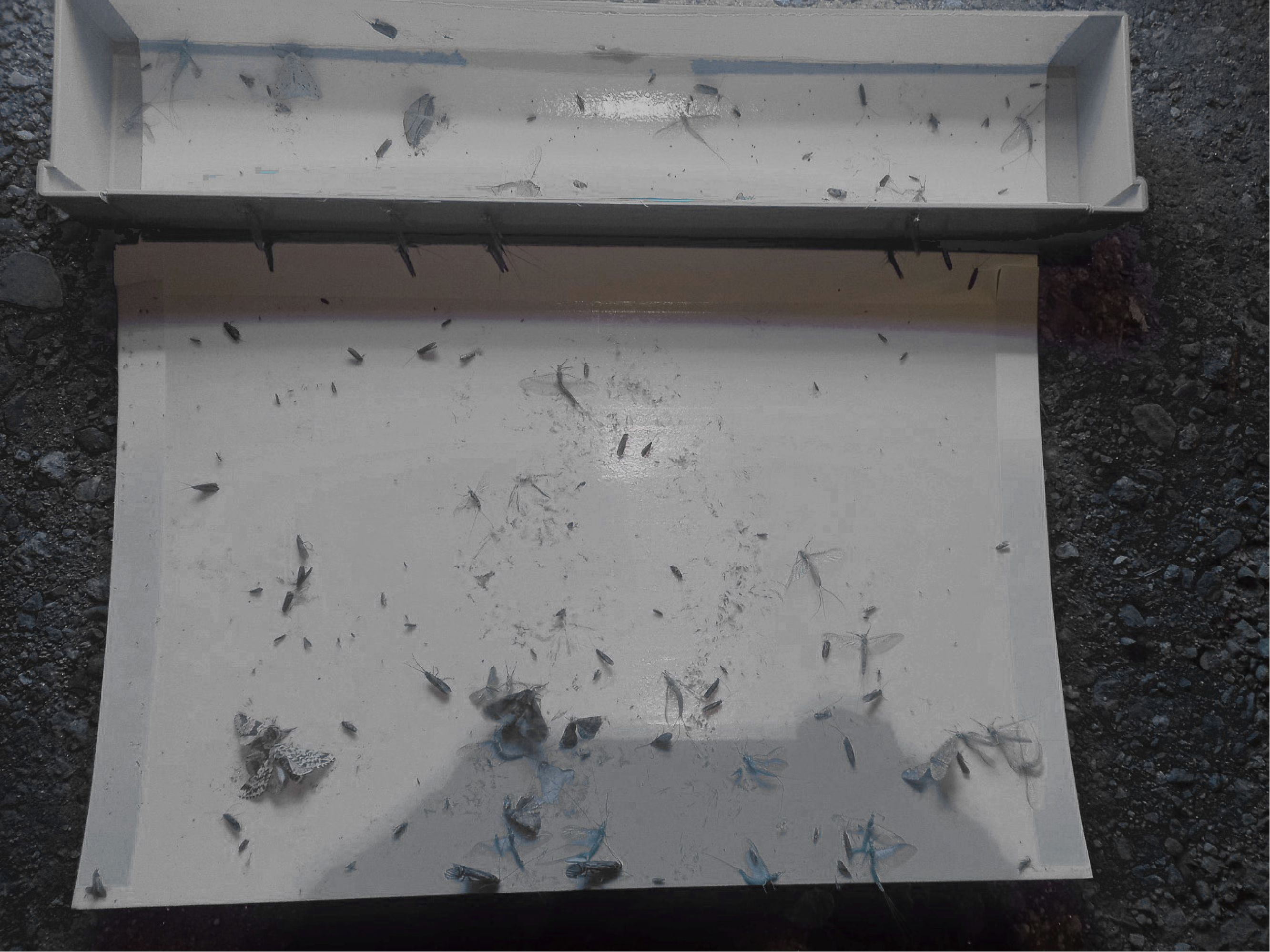 타사 조명 해충실험 결과