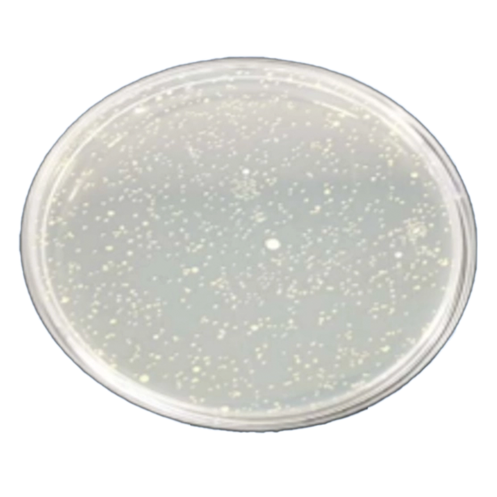 바실러스균_일반LED